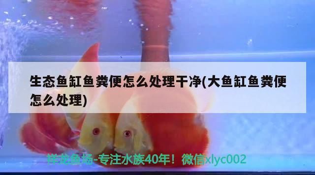 龍魚的選擇和鑒賞(龍魚的介紹)