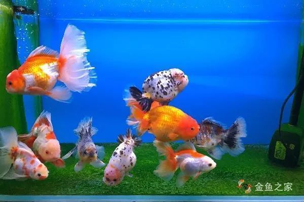 金龍魚飼養密度的最佳實踐：金龍魚的飼養密度對魚的影響