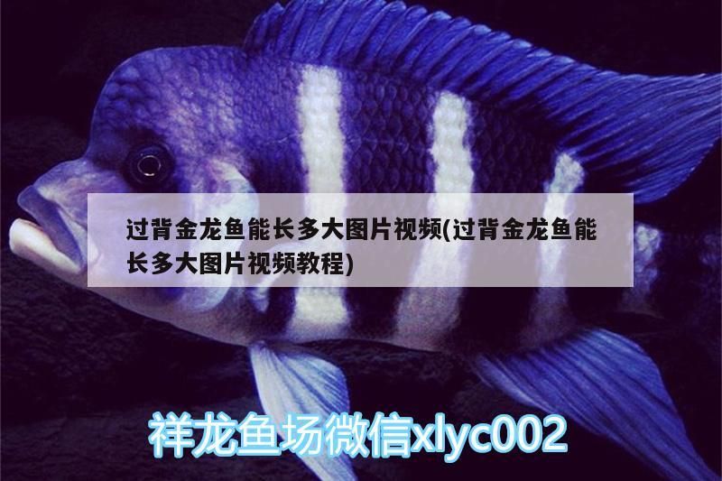 過背金龍魚能長多大圖片視頻(過背金龍魚能長多大圖片視頻教程)