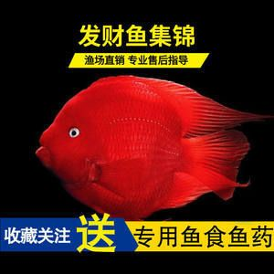 元寶鳳凰魚好養嗎圖片欣賞：元寶鳳凰魚的飼養技巧