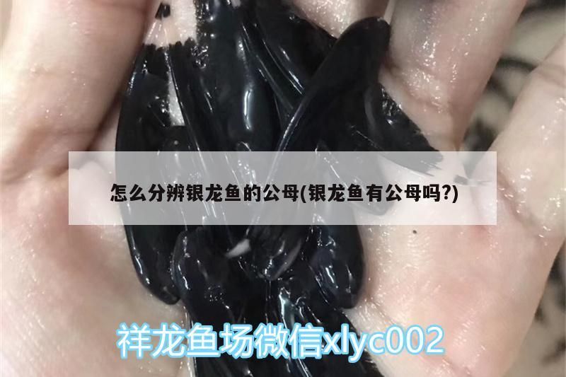 怎么分辨銀龍魚的公母(銀龍魚有公母嗎?)