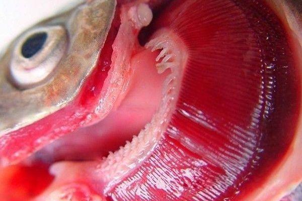 魟魚單腮呼吸：魟魚單腮呼吸可能是由于多種原因引起的