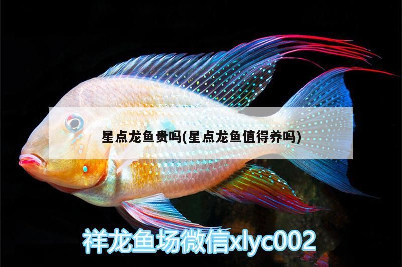 星點龍魚貴嗎(星點龍魚值得養嗎)