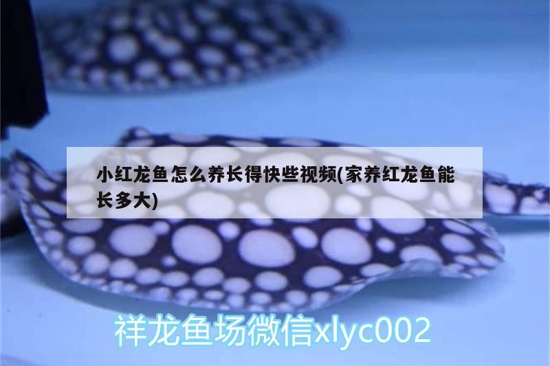 小紅龍魚(yú)怎么養(yǎng)長(zhǎng)得快些視頻(家養(yǎng)紅龍魚(yú)能長(zhǎng)多大)
