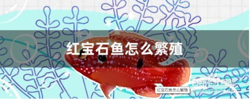 小紅龍魚(yú)怎么養(yǎng)長(zhǎng)得快些視頻(家養(yǎng)紅龍魚(yú)能長(zhǎng)多大)