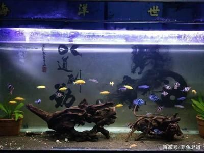 魟魚會清理魚缸垃圾嗎：[需手動填充]魚能夠清理魚缸垃圾嗎？