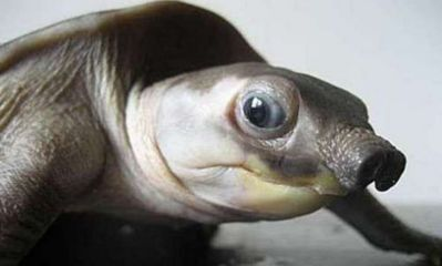 豬鼻龜怎么下蛋的圖片：豬鼻龜什么時候下蛋