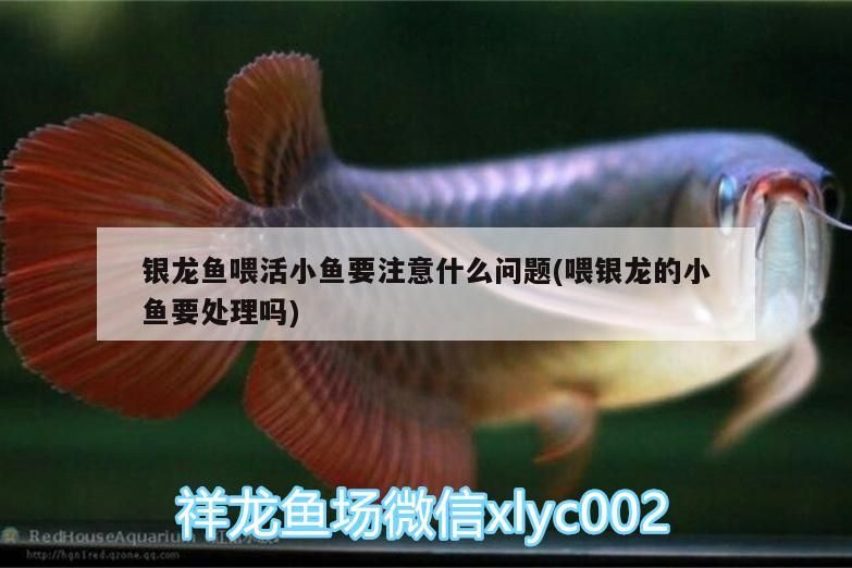 銀龍魚喂活小魚要注意什么問題(喂銀龍的小魚要處理嗎)
