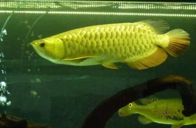 過背金龍魚的特點和缺點是什么：如何鑒別優質過背金龍魚 過背金龍魚的特點和缺點是什么：如何鑒別優質過背金龍魚 金龍魚百科 第6張
