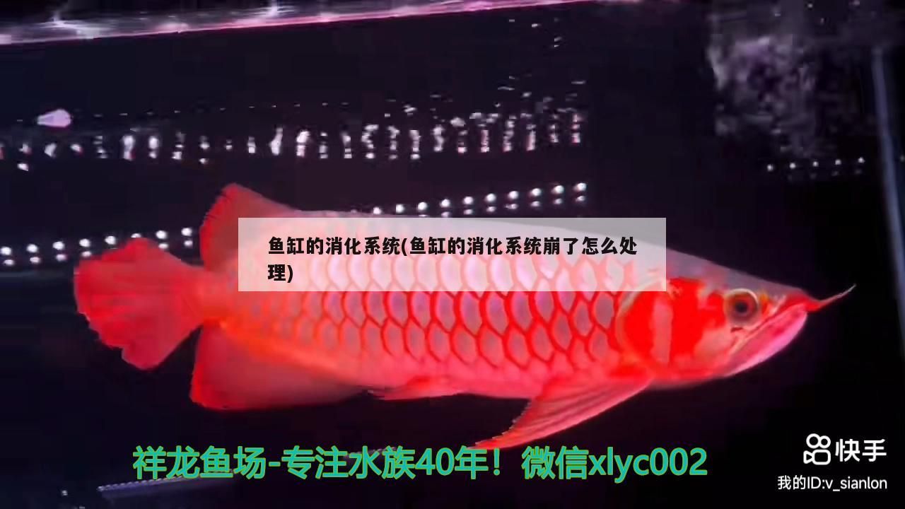 魚缸的消化系統(魚缸的消化系統崩了怎么處理)