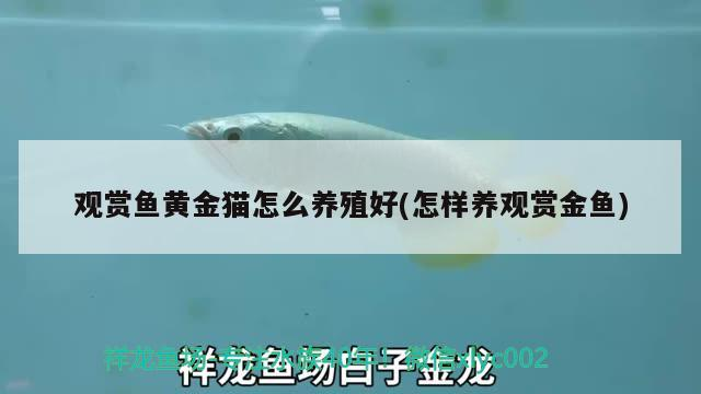 觀賞魚黃金貓怎么養殖好(怎樣養觀賞金魚)