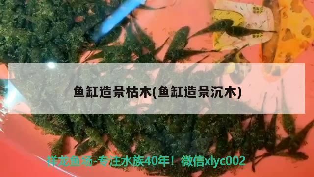 魚缸造景枯木(魚缸造景沉木)