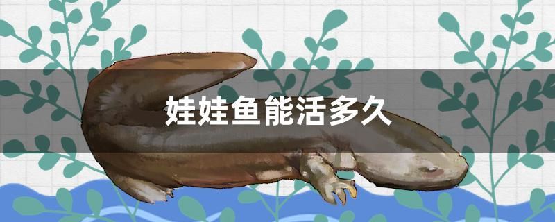 娃娃魚能活多久