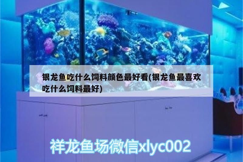 銀龍魚吃什么飼料顏色最好看(銀龍魚最喜歡吃什么飼料最好)