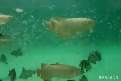 印尼四紋虎魚繁殖成功案例分享，印尼四紋虎魚繁殖成功案例分享印尼四紋虎魚繁殖成功案例分享