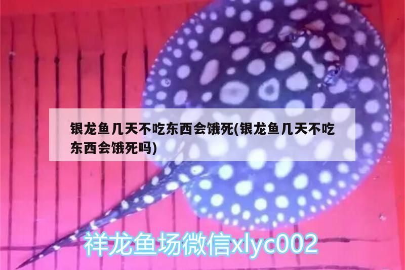 銀龍魚幾天不吃東西會餓死(銀龍魚幾天不吃東西會餓死嗎)