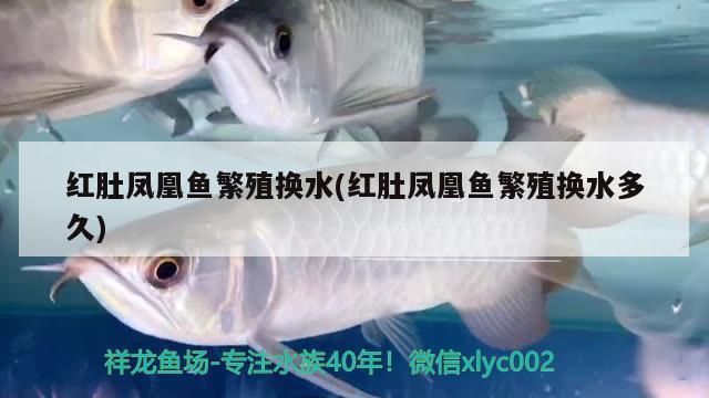 龍魚一直快速游動怎么回事(龍魚游動很快怎么回事)