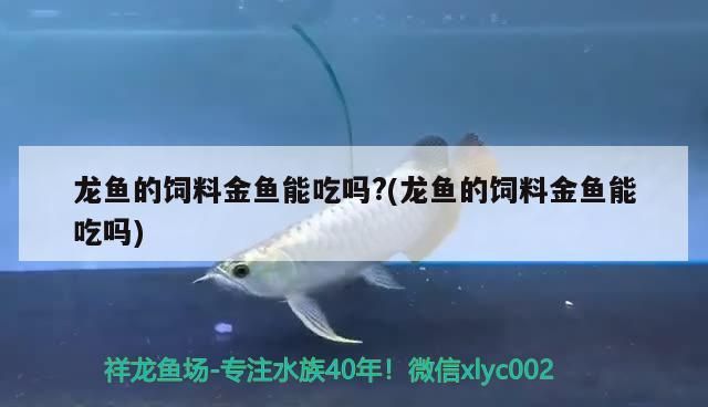 龍魚(yú)的飼料金魚(yú)能吃嗎?(龍魚(yú)的飼料金魚(yú)能吃嗎) 龍魚(yú)的飼料金魚(yú)能吃嗎?(龍魚(yú)的飼料金魚(yú)能吃嗎) 黃金貓魚(yú)百科 第3張