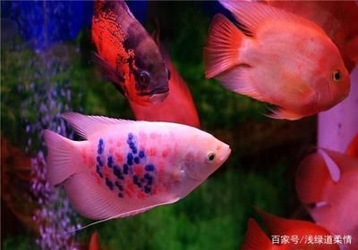 金龍魚混養空間布局技巧：金龍魚混養的空間布局技巧