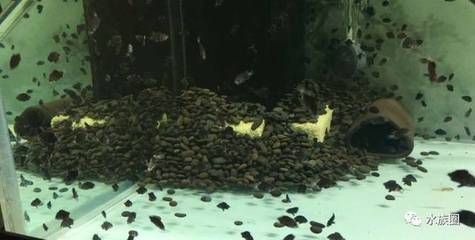 四紋虎魚硝化細菌培養方法，四紋虎魚和其他觀賞魚的硝化細菌的培養方法是什么