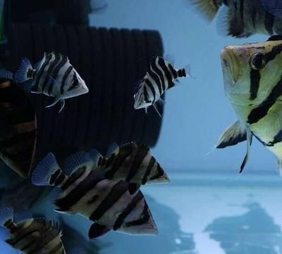 四紋虎魚硝化細菌培養方法，四紋虎魚和其他觀賞魚的硝化細菌的培養方法是什么