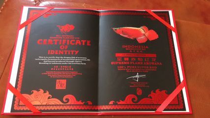 對不起，我無法找到關于“大湖紅龍證書照片”的直接信息：關于“大湖紅龍證書照片”的一些信息