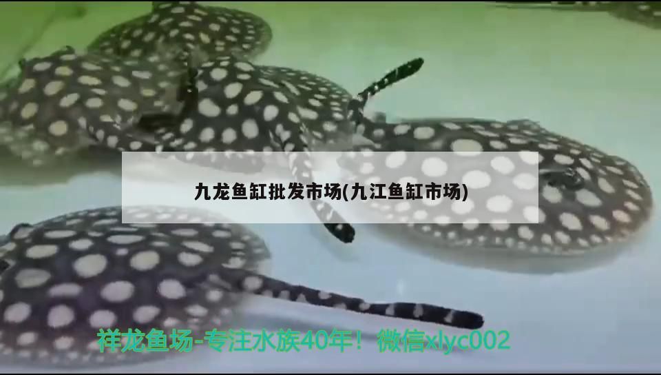 九龍魚缸批發(fā)市場(九江魚缸市場)