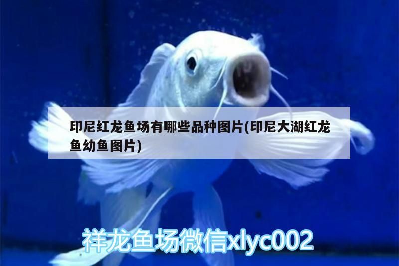 印尼紅龍魚場有哪些品種圖片(印尼大湖紅龍魚幼魚圖片)