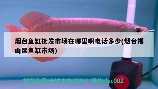 煙臺魚缸批發市場在哪里啊電話多少(煙臺福山區魚缸市場)