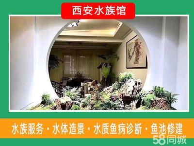 水族館如何診斷魚病（水族館診斷魚病是一個多步驟、多角度的過程需綜合運用）
