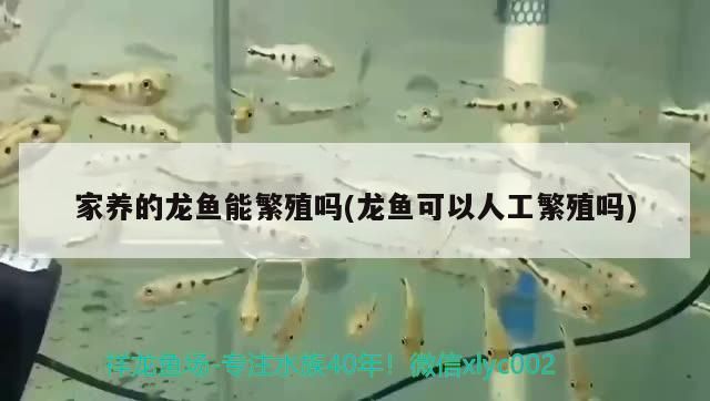 家養(yǎng)的龍魚(yú)能繁殖嗎(龍魚(yú)可以人工繁殖嗎)