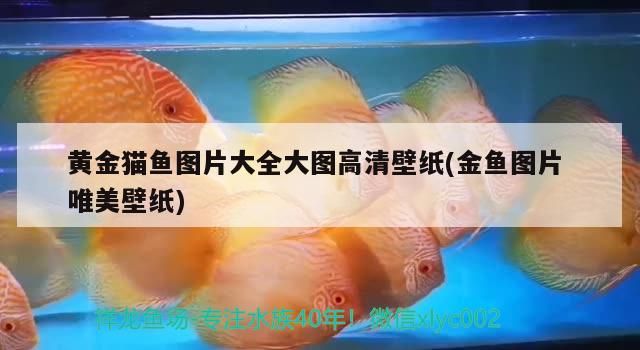 黃金貓魚圖片大全大圖高清壁紙(金魚圖片唯美壁紙)
