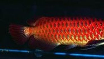 最好的龍魚燈品牌排行榜前十名：探尋頂級龍魚燈品牌，排行榜揭秘與深度解析