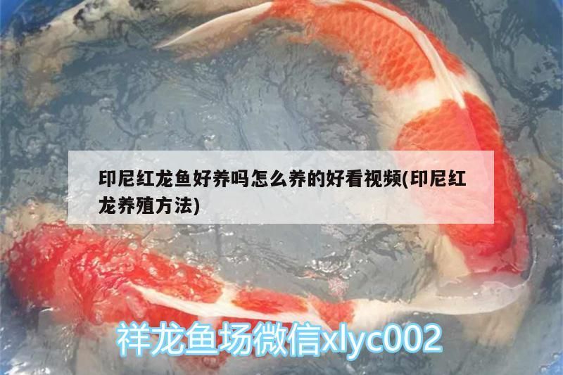 印尼紅龍魚好養嗎怎么養的好看視頻(印尼紅龍養殖方法)