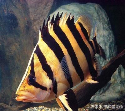 如何判斷三紋虎魚健康狀態，三紋虎魚的健康狀態可以從多個方面入手，三紋虎魚的健康狀態