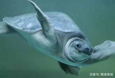 豬鼻龜長(zhǎng)大了怎么處理：豬鼻龜怎么養(yǎng)才好，
