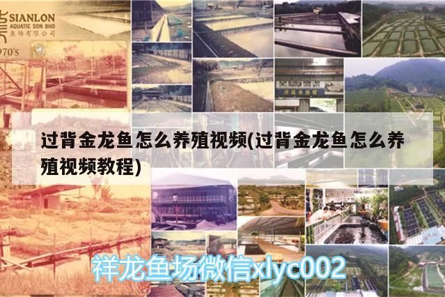 過背金龍魚怎么養(yǎng)殖視頻(過背金龍魚怎么養(yǎng)殖視頻教程)