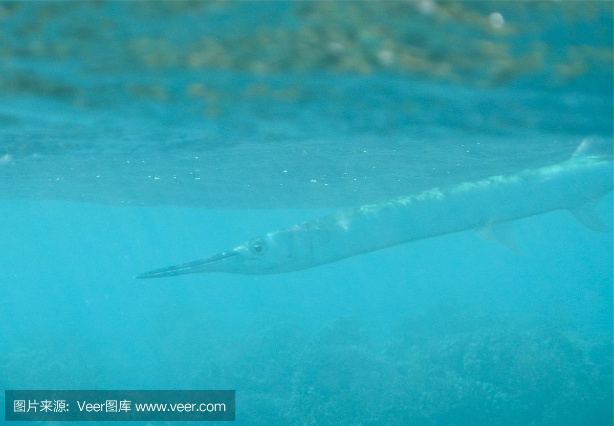魟魚過水的正確方法：如果魟魚開始慢慢游動，魟魚過水的正確方法