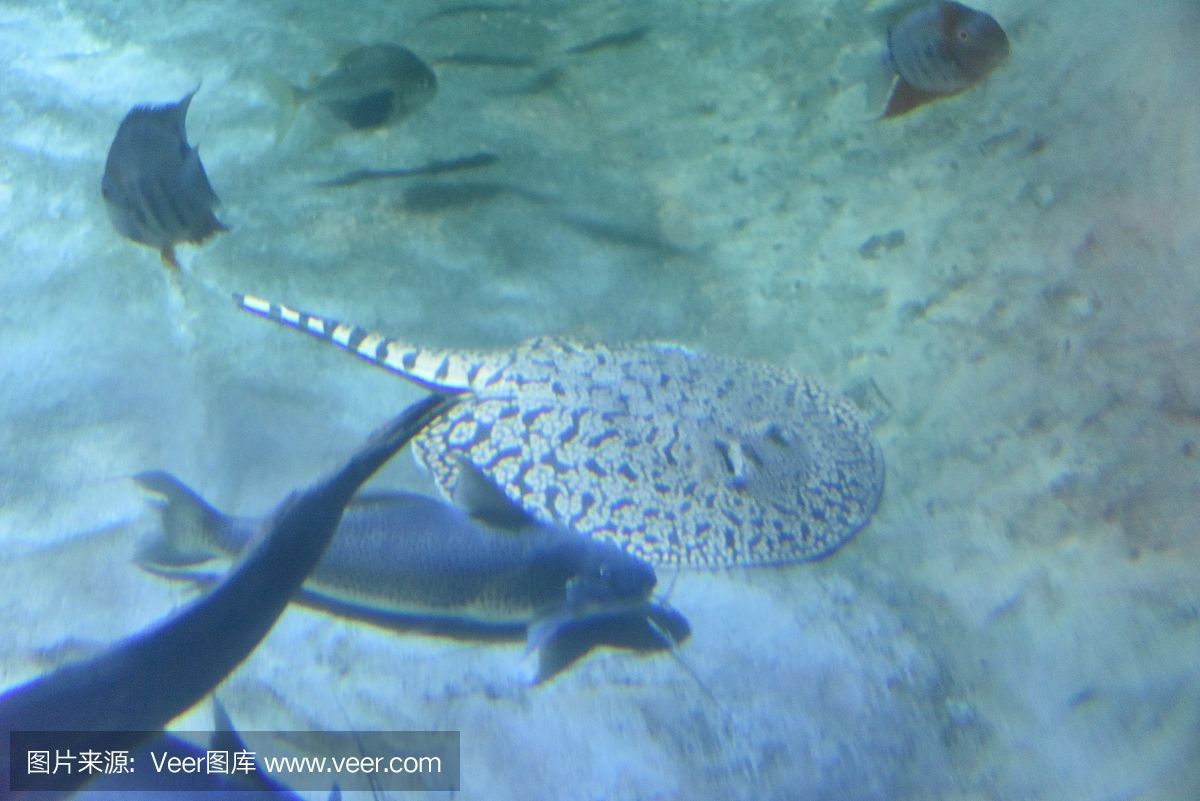魟魚過水的正確方法：如果魟魚開始慢慢游動，魟魚過水的正確方法