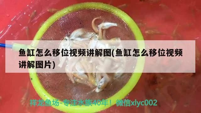 魚(yú)缸怎么移位視頻講解圖(魚(yú)缸怎么移位視頻講解圖片) 魚(yú)缸怎么移位視頻講解圖(魚(yú)缸怎么移位視頻講解圖片) 錦鯉魚(yú)百科 第3張