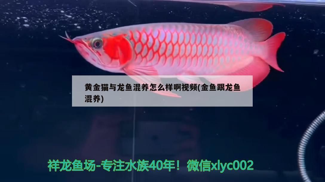 黃金貓與龍魚混養(yǎng)怎么樣啊視頻(金魚跟龍魚混養(yǎng))