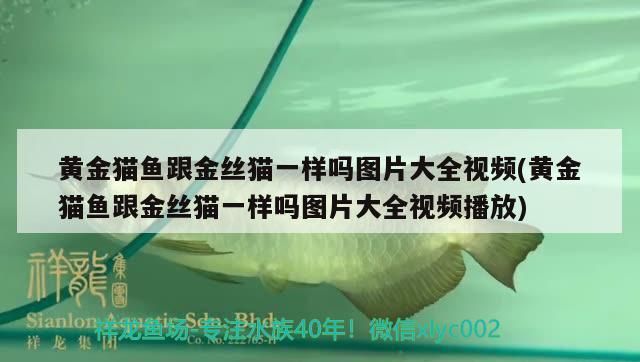 黃金貓魚跟金絲貓一樣嗎圖片大全視頻(黃金貓魚跟金絲貓一樣嗎圖片大全視頻播放)