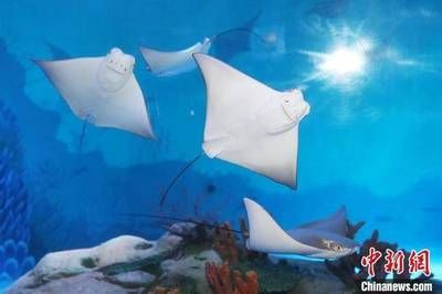 魔鬼魚 魟魚 蝠鲼：魔鬼魚、魟魚和蝠[需手動填充]有什么區別？