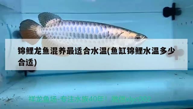 錦鯉龍魚混養最適合水溫(魚缸錦鯉水溫多少合適)