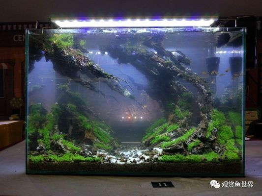 水族館起名字取名（創意水族館名字案例）