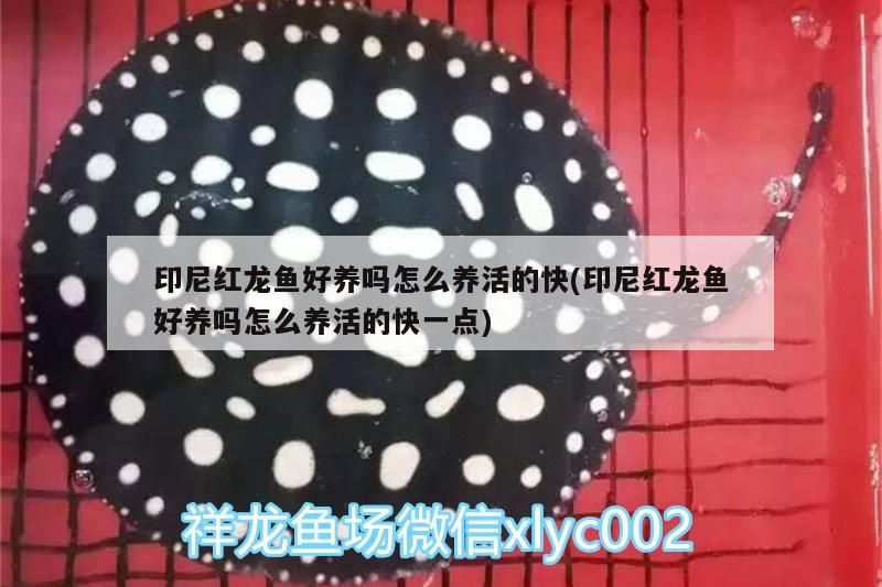 印尼紅龍魚好養嗎怎么養活的快(印尼紅龍魚好養嗎怎么養活的快一點)