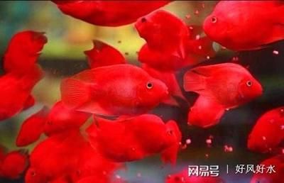 金龍魚吃什么食料長得快又好養的