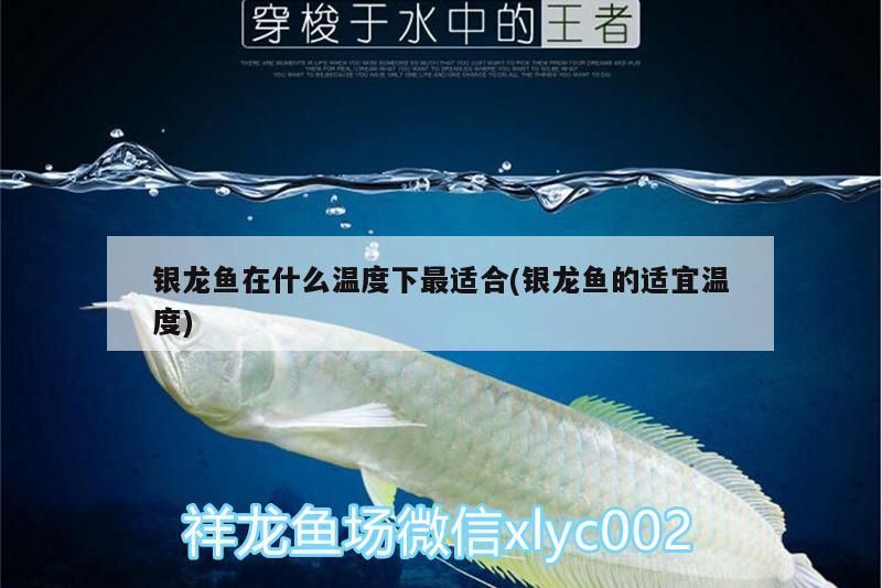 銀龍魚(yú)在什么溫度下最適合(銀龍魚(yú)的適宜溫度)