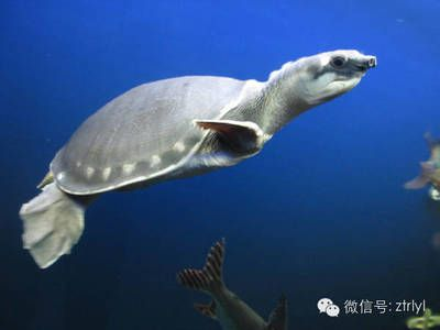 豬鼻龜蛋孵化多少天出殼:豬鼻龜蛋孵化時間 豬鼻龜百科 第5張 豬鼻龜蛋孵化多少天出殼:豬鼻龜蛋孵化時間 豬鼻龜蛋孵化多少天出殼:豬鼻龜蛋孵化時間 豬鼻龜百科 第5張