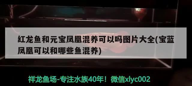紅龍魚和元寶鳳凰混養可以嗎圖片大全(寶藍鳳凰可以和哪些魚混養)